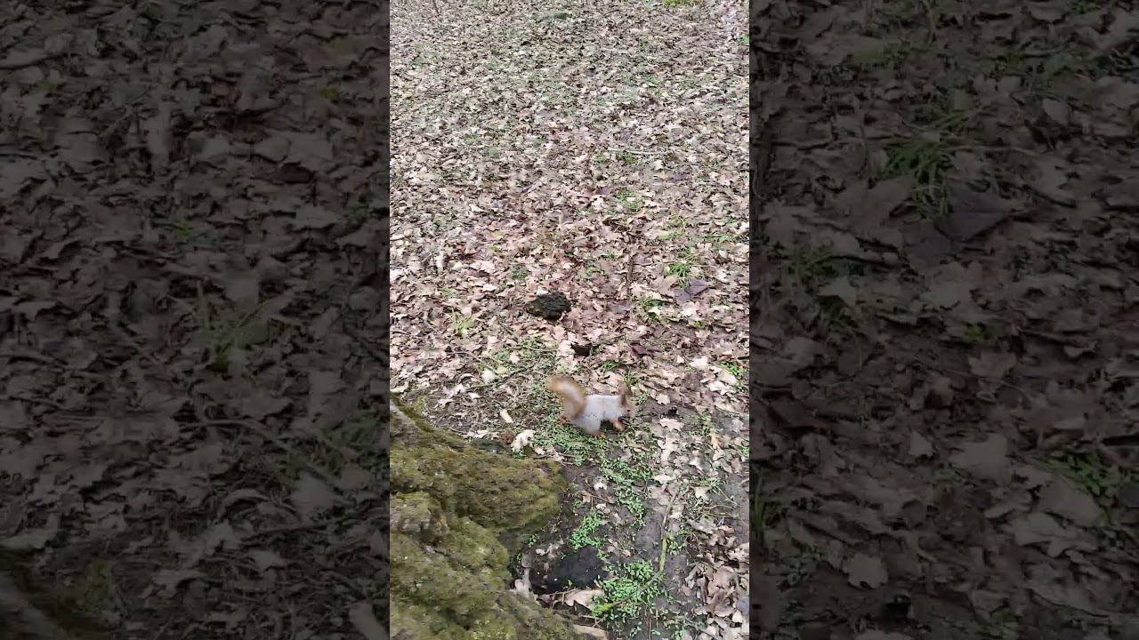 Spring Nature 2025 Squirrel XXV 