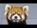 円山動物園、ホクト最後の日 red panda HOKUTO の動画、YouTube動画。