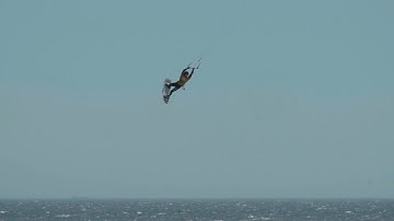 Megaloop Entry Video