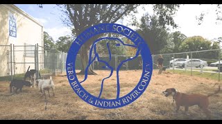 Learn More About the Humane Society of Vero Beach & Indian River County