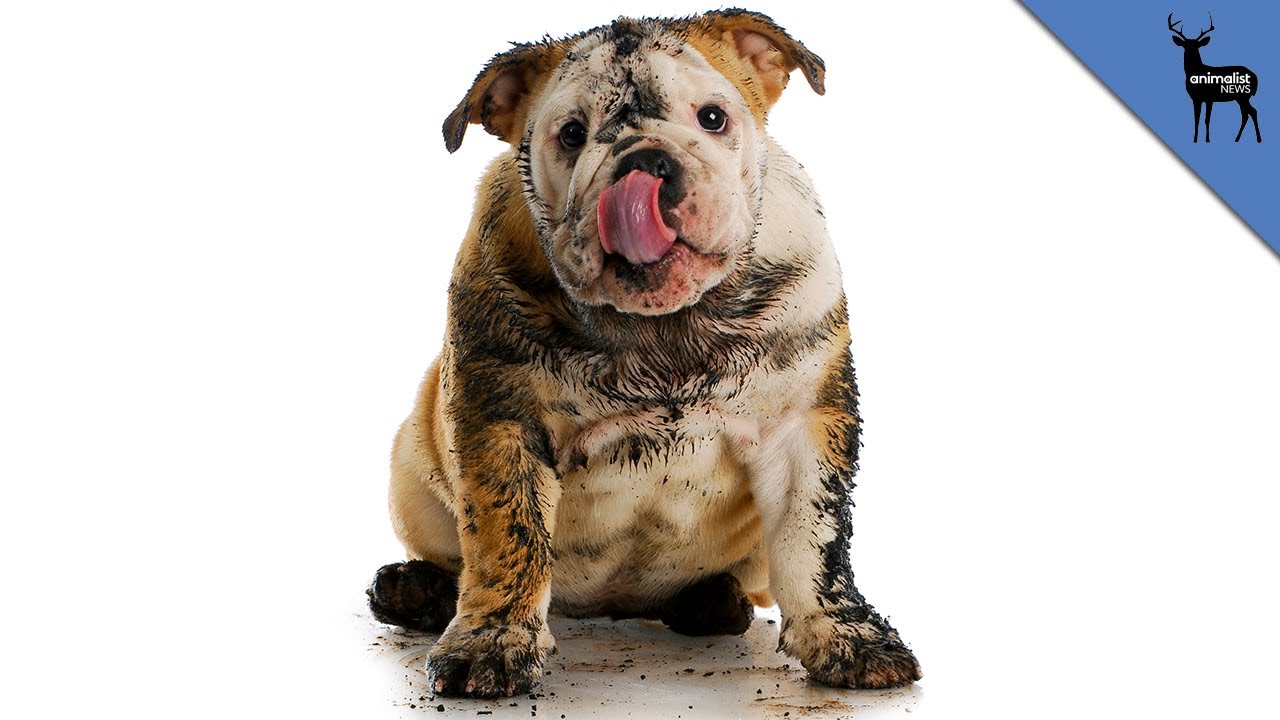 Can Dogs Help Prevent Disease? 