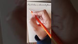 How to draw chamomile flower || #short How to draw chamomile flower || #short