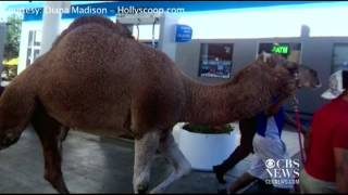 Camel escapes circus, runs through Calif. streets