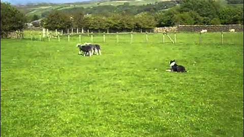 Sheepdog Display with Sheep