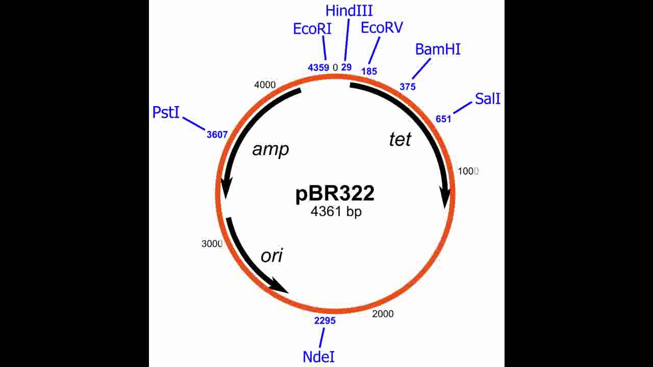 Плазмиды дрожжей. Плазмида pbr322. Плазмида pbr322 схема. Плазмидный вектор pbr322. Pbr322 генетическая карта.