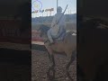 جمال الخيل الاصيل فموسم مولاي عبد الله امغار جمال الخيل الاصيل فموسم مولاي عبد الله امغار