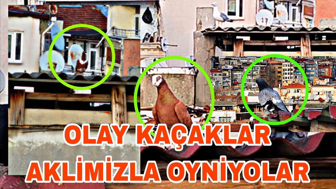 OLAY KAÇAKLAR AKLİMİZLA OYNİYOLAR HER CİNSTEN KAÇAK KUŞ ÇEKTİK