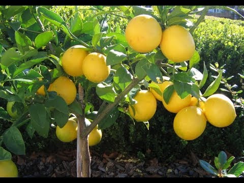 فيديو: رعاية Mock Orange Bush - الظروف المتنامية للبرتقال الوهمي