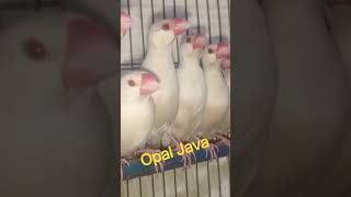 Opal Java#birds#foryou#viral#viralvideo#viralshorts@HassanBirdsLover@PetsSwag@ParrotX2