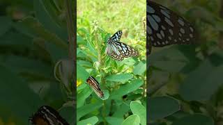 Skoenlapper slaapliedjie #butterfly #song #lullaby #afrikaans