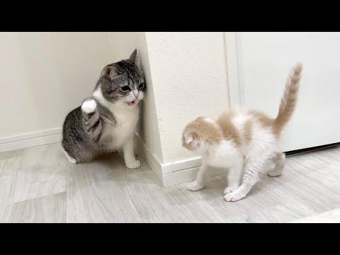 もちまる The kitten's reaction to his brother getting seriously angry