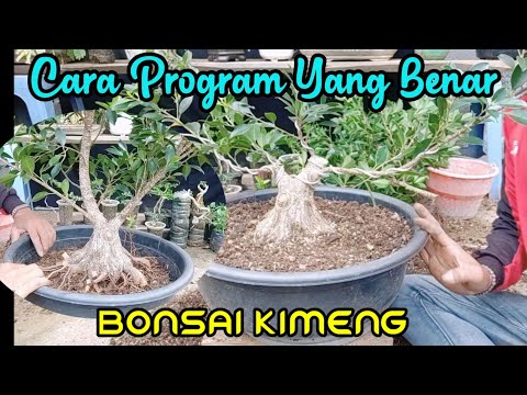 cara program bonsai kimeng yang benar//proses pemotongan batang//vol 2@gonesbonsai57