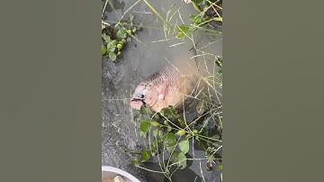 Bẫy cá lóc, cá hô, cá tai tượng #cacconvat #docla #fishing