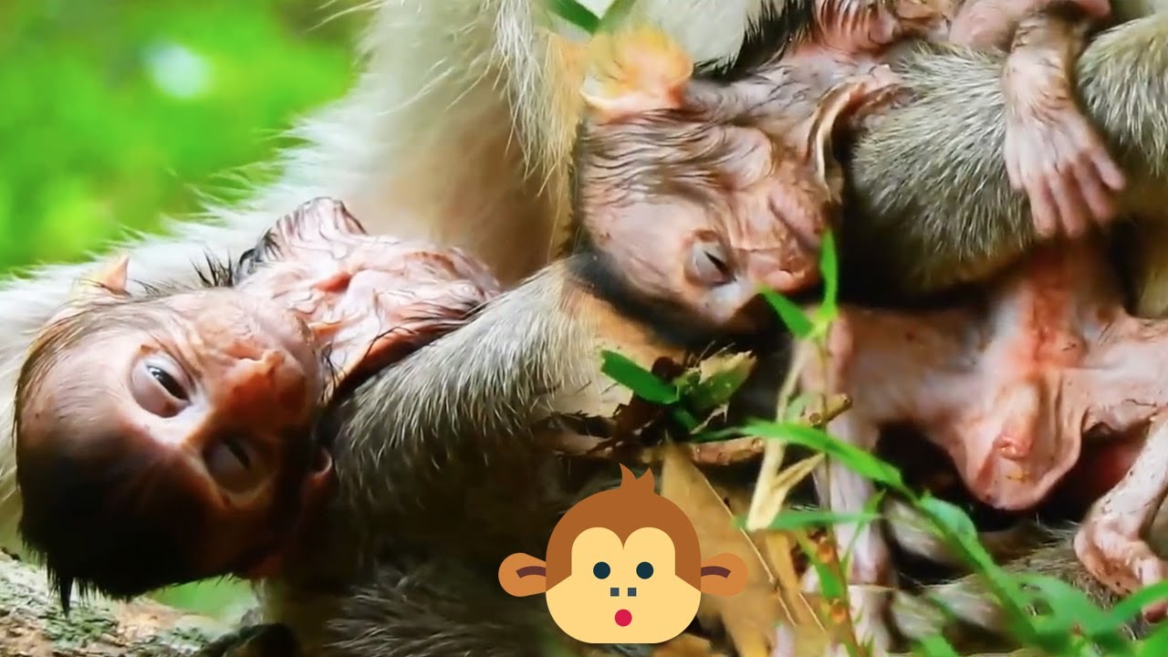 A mother monkey holds a baby monkey that is breathing weakly and is ...
