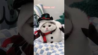 Snow cat cats cuteanimals funnycats meow cat shortviral