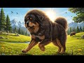 🦁 Tibetan Mastiff: Fluffy Giants of the Mountains! 🏔️ Fun Animals for Kids