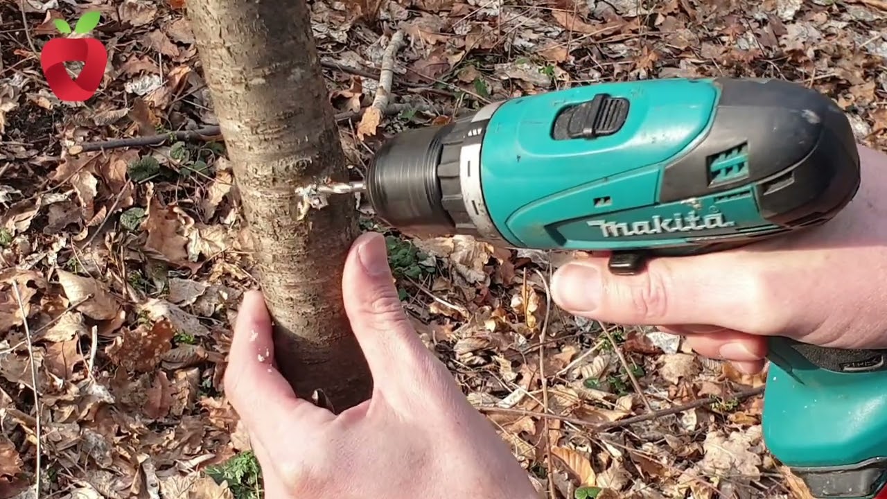 Прививка с помощью дрели? - Какой метод прививки лучше всего?