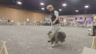 2023 Keeshond National Specialty  National Best of Breed Part 1