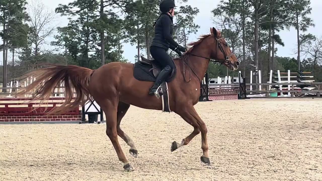 Athena - schooling SVF 