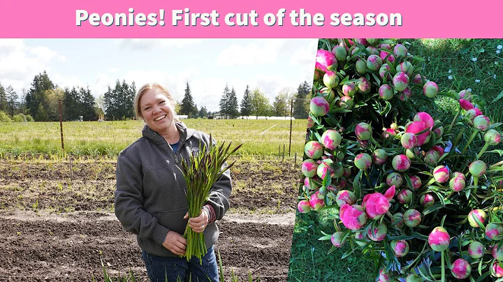Peonies! First cut of the season | Rain, Rain and ...
