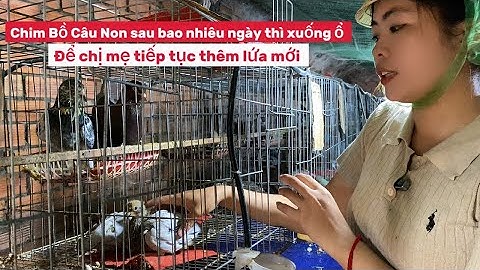 Chim Bồ Câu Non Bao Nhiêu Ngày Thì Xuống Ổ? - Và Cách Nhận Biết Những Giống Bồ Câu