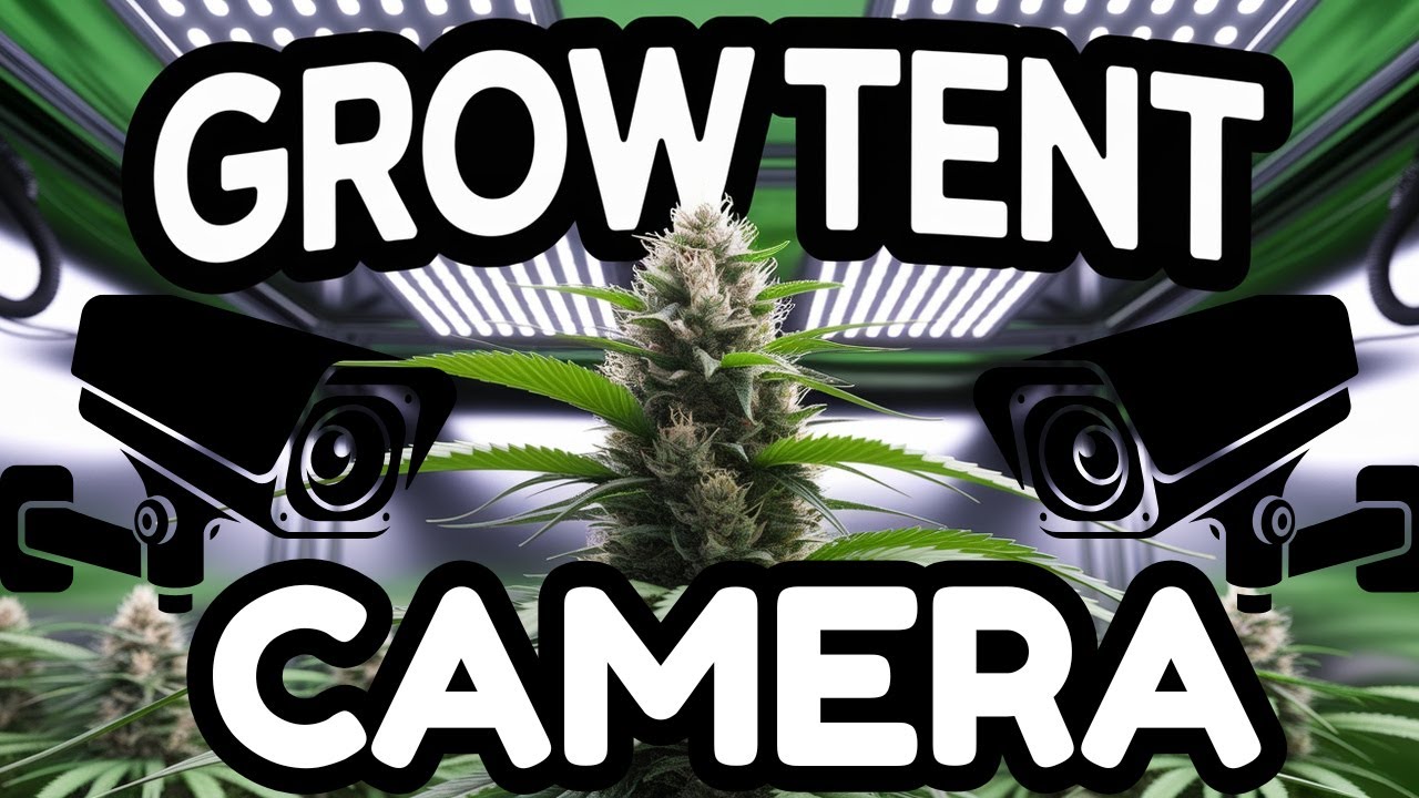 Вы можете следить за своими растениями! | Vivosun GrowCam C4