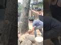Woodworking skill the process of felling large trees #shortvideo #treecutting #chainsaw