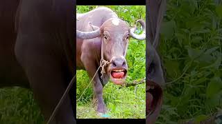 #funny #cow #cute