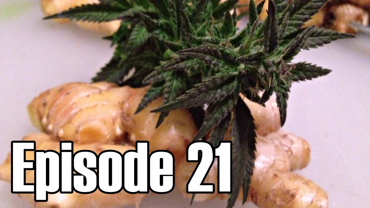 Harvesting Winter Cannabis Grow - Episode 21