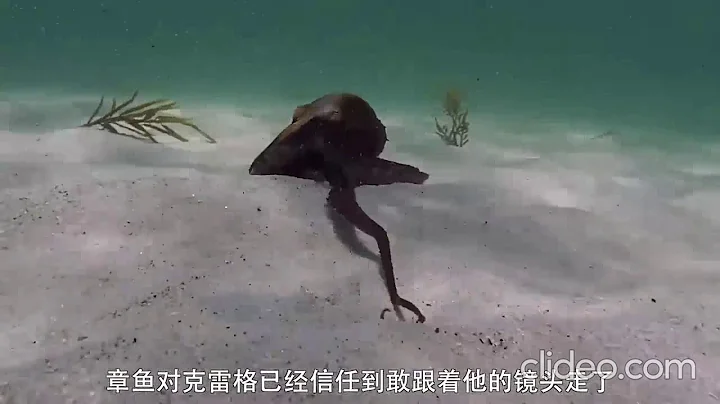 高分纪录片：我的章鱼老师” - 天天要闻