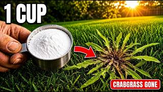 1 Cup of This Ends Every Crabgrass Invasion — But Won't Harm Your Grass Actualización