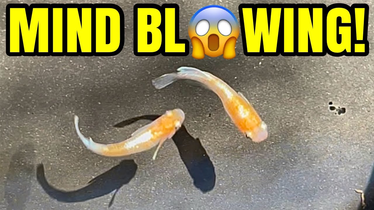 Super Rare Medaka Fish!