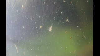 Triops 36 Horas De Vida