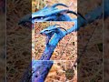 Banshee Recurve Bow – Avatar-Inspired Handmade Bow | Functional Fantasy Archery Weapon | 45–59", ...