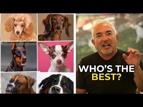 7 DOG GROUPS NOT RECOMMENDED FOR FIRST-TIME PET PARENTS | Cesar Unleashed