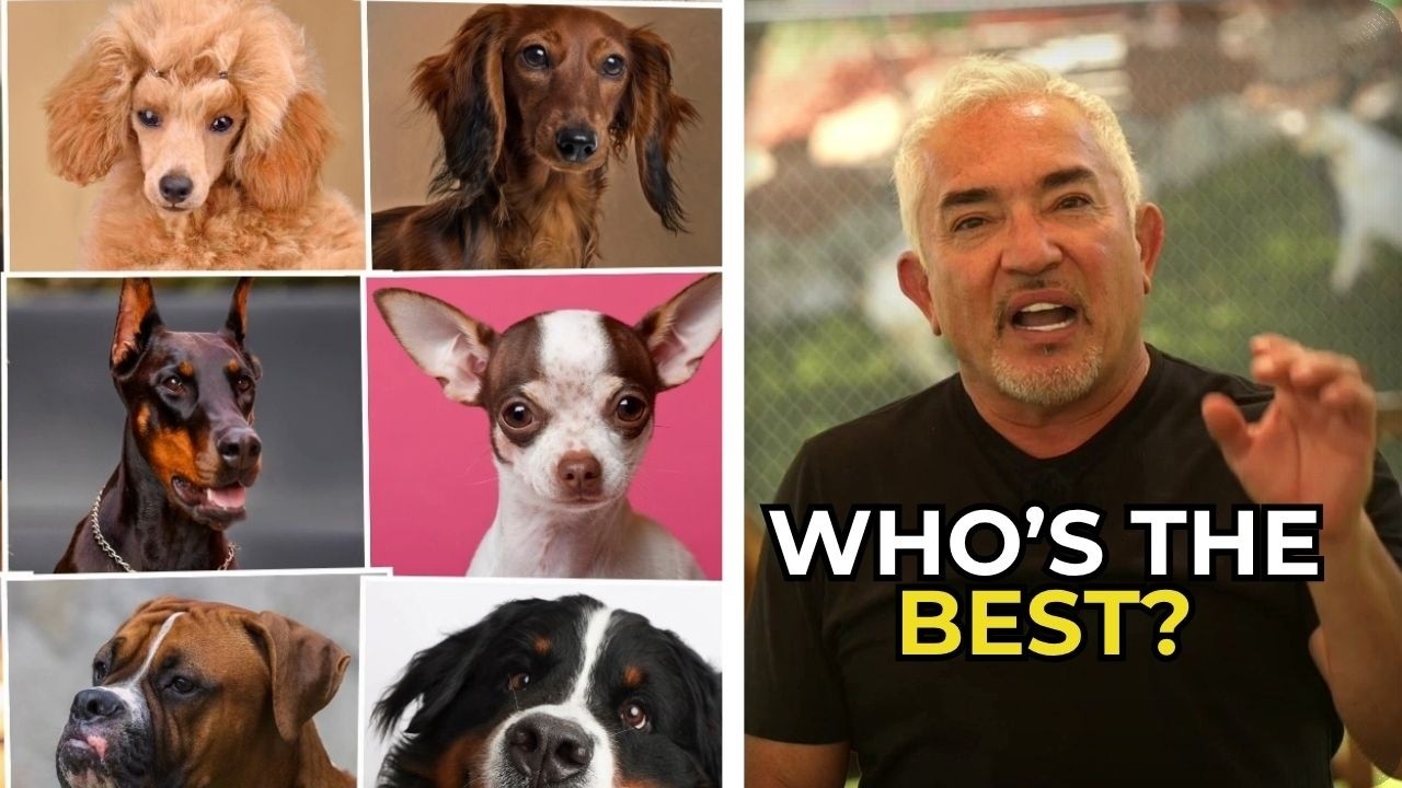 7 DOG GROUPS NOT RECOMMENDED FOR FIRST-TIME PET PARENTS | Cesar Unleashed