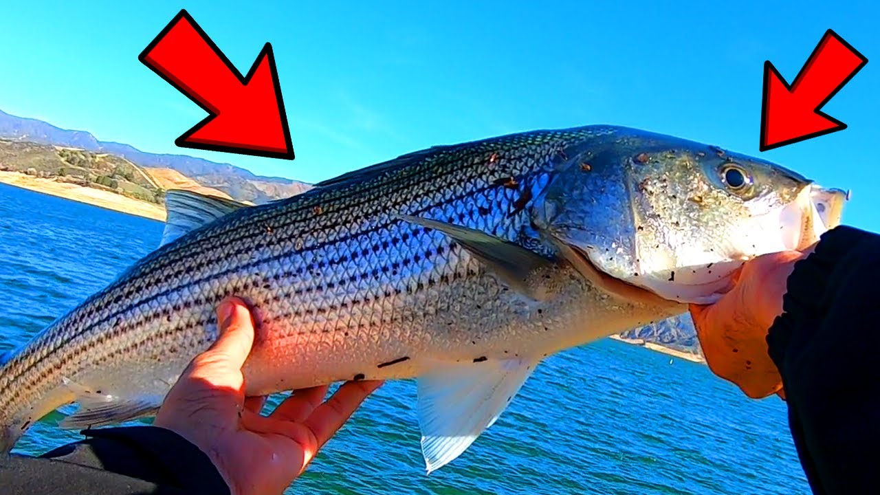 This BEAST came out of Nowhere!! (Castaic Lake)