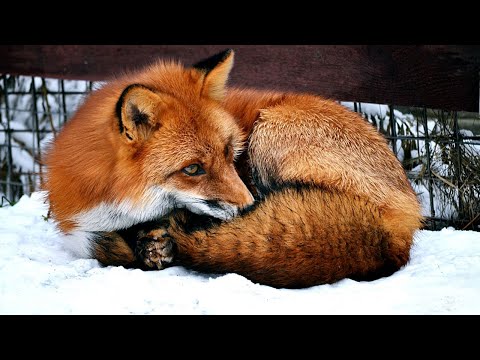 Для чего лисице хвост?