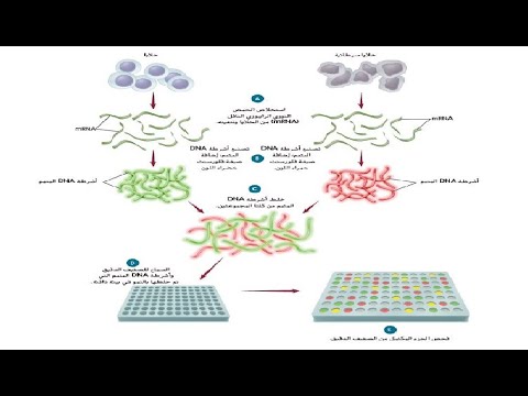 الجينوم البشري ـ الجزء الثاني ـ صفيف DNA الدقيق