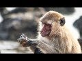 Un singe se fait un plateau de fruits de mer - ZAPPING SAUVAGE