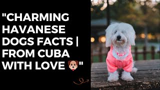 Charming Havanese Dogs Facts   From Cuba with Love