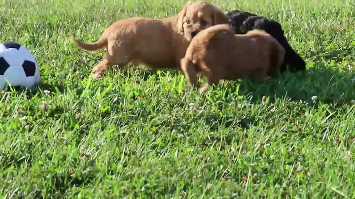 Cavalier king charles spaniel mix puppies for sale near me