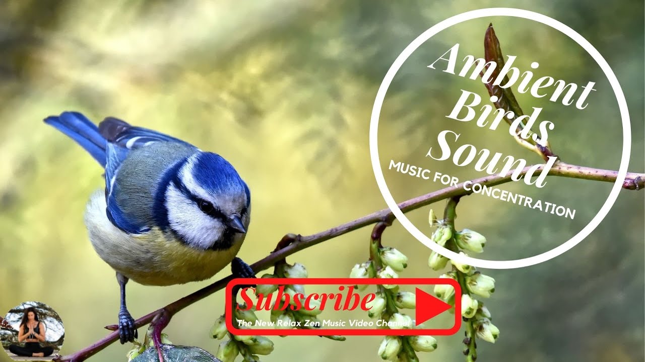 Видео музыка птиц