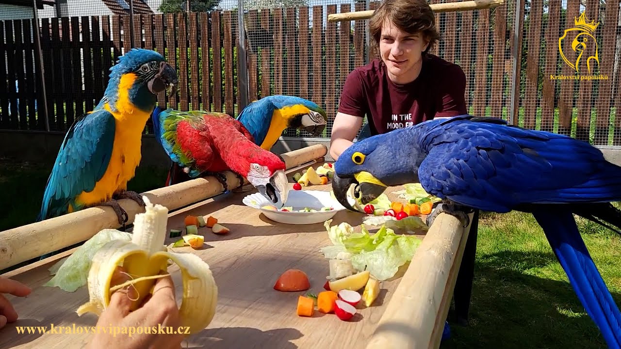 766 - Oliver v Království papoušků👍 Kdo vyhraje soutěž ve videu?