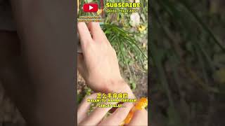 Gelang misterius babu dan milo pingsan Full HD 1080p #kucingimut #kucing #cat