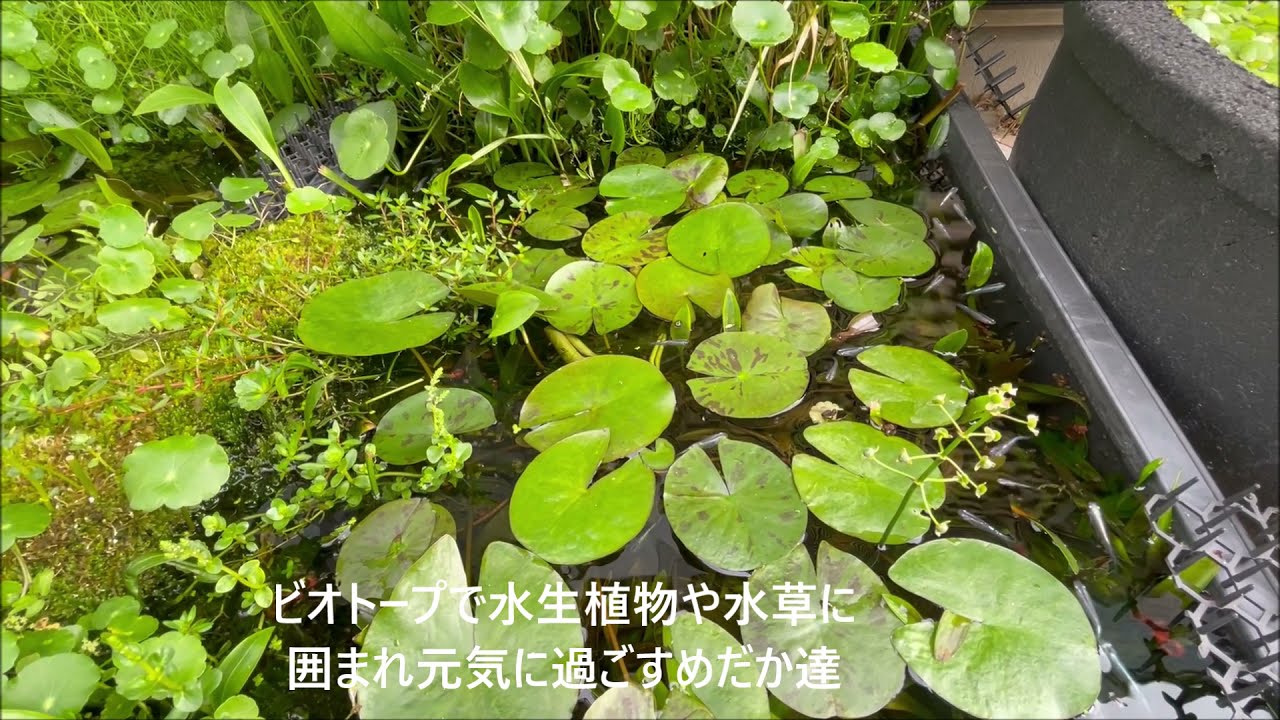 ビオトープで水生植物や水草に囲まれ元気に過ごすめだか達 Youtube