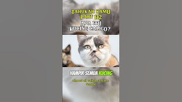 Why Are Almost All Calico Cats Female? #shorts