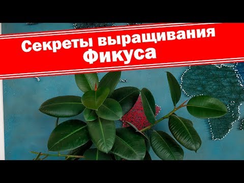 Главные секреты выращивания красивого фикуса каучуконосного. Уход за фикусом