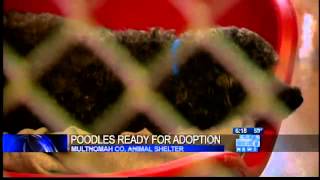 Rescued poodles, cats, birds ready for adoption