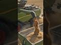 Giant Agricultural Machines 😱 | Biggest Farm Machines in Action #shorts #smartvillagetech
